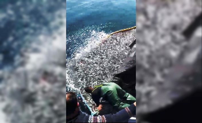 Balıkçılardan örnek hareket: Binlerce kefal yavrusunu denize bıraktılar