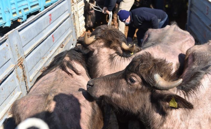 Başkent’te et ve süt üretimini artıracak destek başladı: 3 ilçede gebe manda dağıtımı tamamlandı