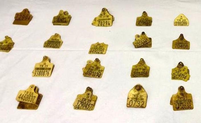 Bayburt’tan Ardahan’a sahte kulak küpeli hayvan sevki yapan 1 kişi yakalandı