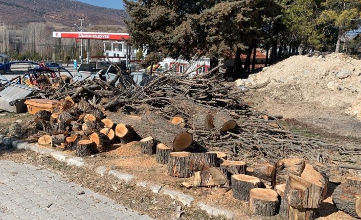 Belediye GES için yaşları 10-50 arasında değişen 100’e yakın çam ağacını kesti