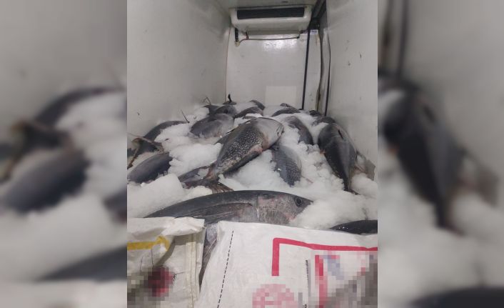 Beylikdüzü’nde avlanması özel izne tabi olan 2,5 ton orkinosa ele konuldu