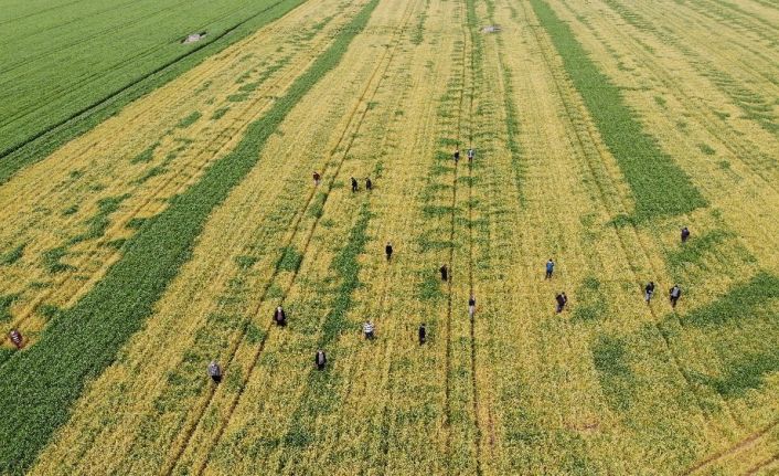 Buğday tarlasına zehir sıkılan çiftçinin bir yıllık emeğini bir gecede sararttılar