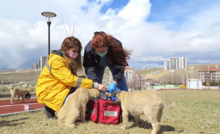 Çankaya aşılama ekibi sahada