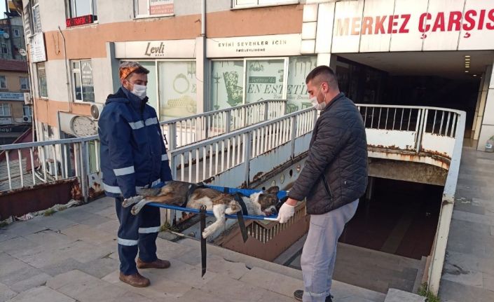 Devrek’te bacağı kırılan sokak köpeği tedavi altına alımdı