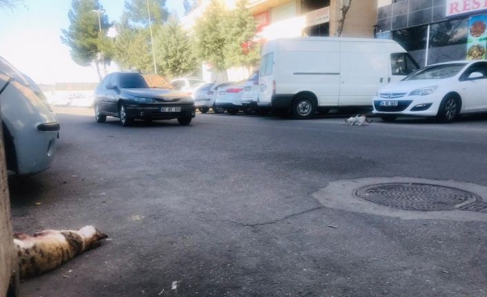 Diyarbakır’dan yürek yakan görüntü, kediye araba çarptı, diğer kedi çarpan yerden ayrılmadı