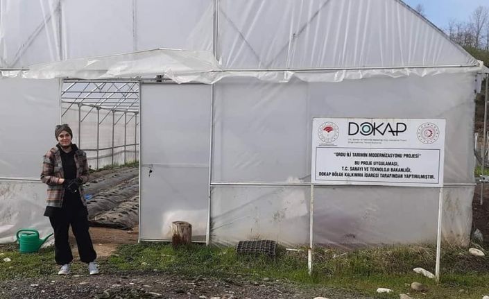 Fatsa’da örtü altı çilek yetiştiriciliği yaygınlaşıyor