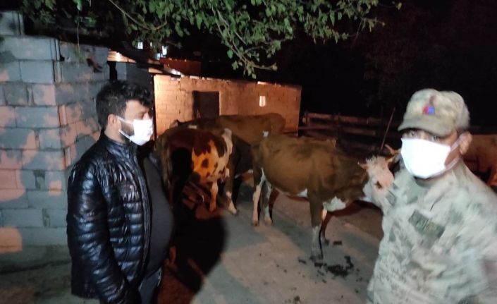 Hayvan hırsızları JASAT’tan kaçamadı