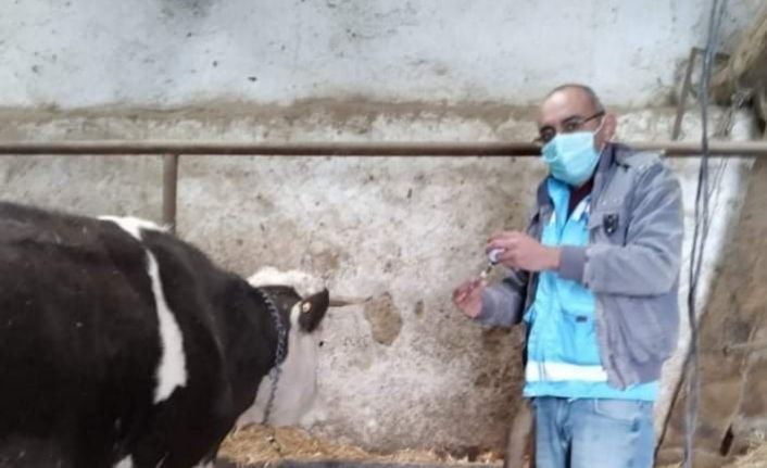 İlçe merkezi ve köylerde ’’Şap’’ aşısı kampanyası