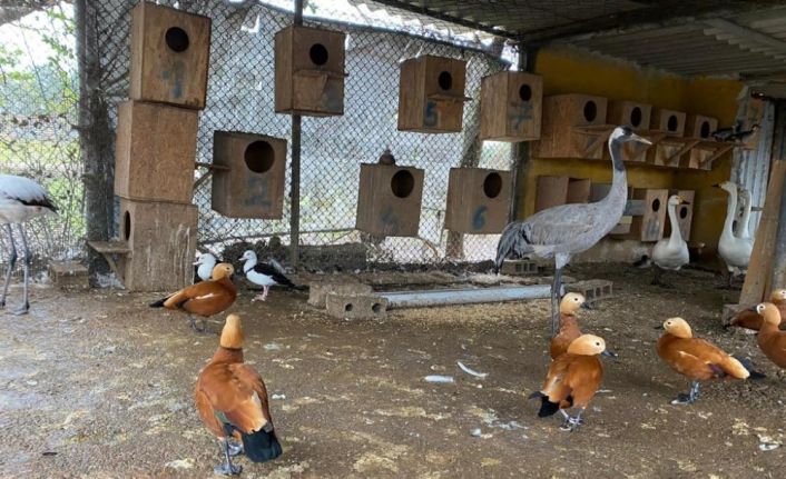 İstanbul’da ‘kaçak kuş’ operasyonu: 185 canlı hayvan ele geçirildi