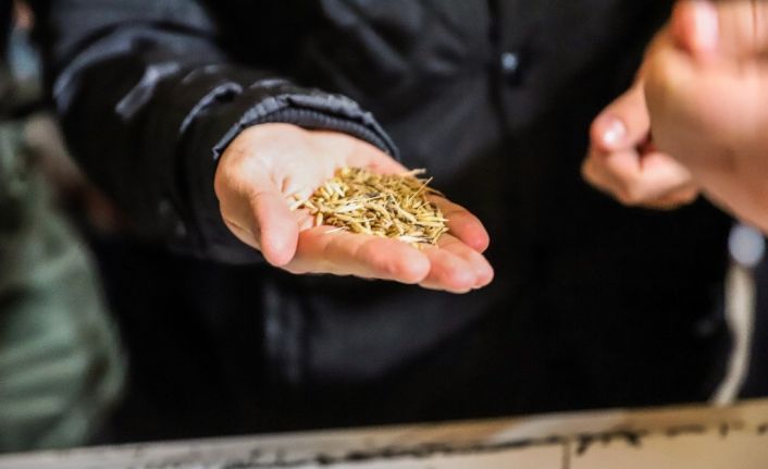 ‘Kavılca Buğdayı’ ülke ekonomisine katma değer katacak