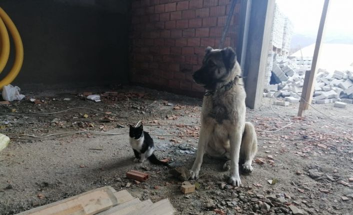 Kedi ile köpeğin dostluğu renkli görüntülere sahne oldu