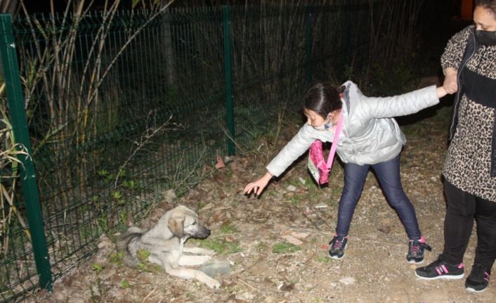 Küçük kızın hasta köpeğin başındaki “ne olur ölmesin” diye ağlayışları yürekleri burktu