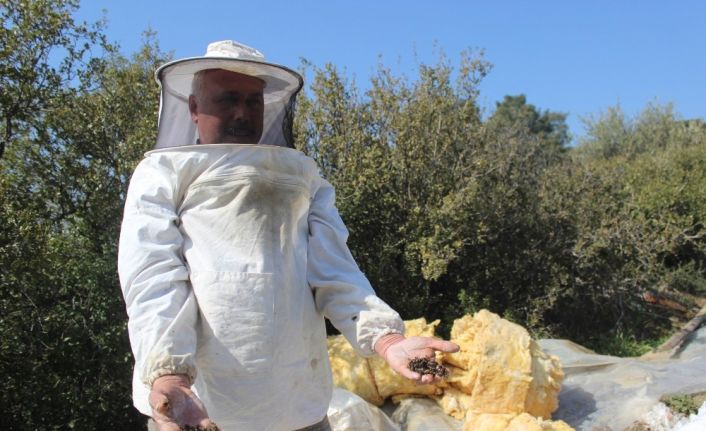 Manisa’da zehirlenen binlerce arı telef oldu
