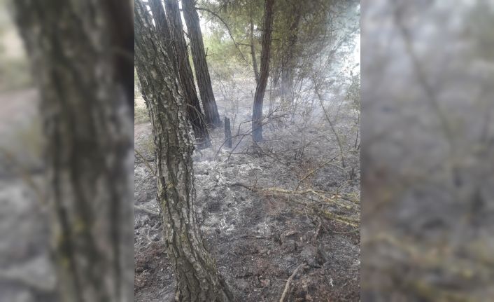 Ormanda 5 farklı noktada yangın çıktı, 1 kişi gözaltına alındı