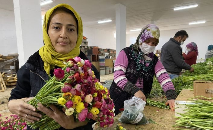(ÖZEL) Cebinde getirdiği hediye tohumla Antalya’da üretime başladı, taleplere yetişemiyor