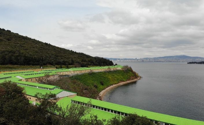 (Özel) İBB Adalar’da 100’e yakın atı ahıra hapsetti