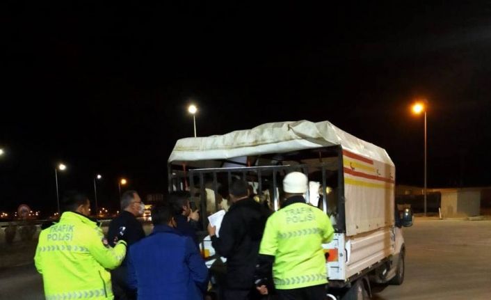 Polisin ‘dur’ ikazına uymayan araçtan nâkile uygun olmayan büyükbaş hayvanlar çıktı