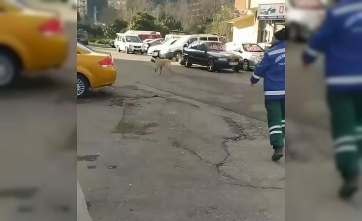 Rize’de temizlik görevlisi ile süpürgesini çalan köpek arasındaki kovalamaca cep telefonu kameralarına yansıdı