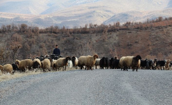 Siirt’te göçerlerin zorlu yaşamı