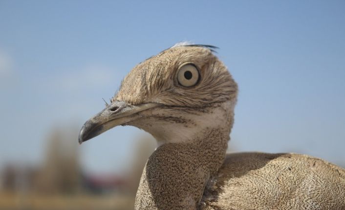 Son 100 yılda sadece iki kez görülen yakalı toy kuşunun tedavisi bitti