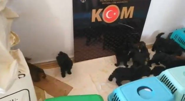 Şüpheli araçtan çıkanlar şoke etti:  Yurtdışından getirdikleri 13 köpek yavrusu koruma altına alındı
