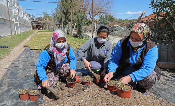 Susuzluğa ve kuraklığa dayanaklı 12 bin 500 adet çim fidesi üretildi