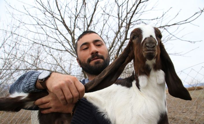 Süt için aldığı keçiler, çift çift kuzulayınca sürü sahibi oldu
