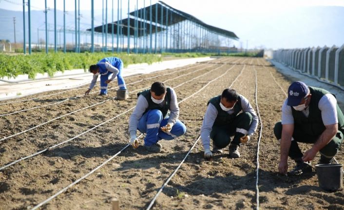 Taşköprü sarımsağı Aydın Büyükşehir Belediyesi’nin ’Aydın Çiftçi Merkezi’nde hayat buluyor