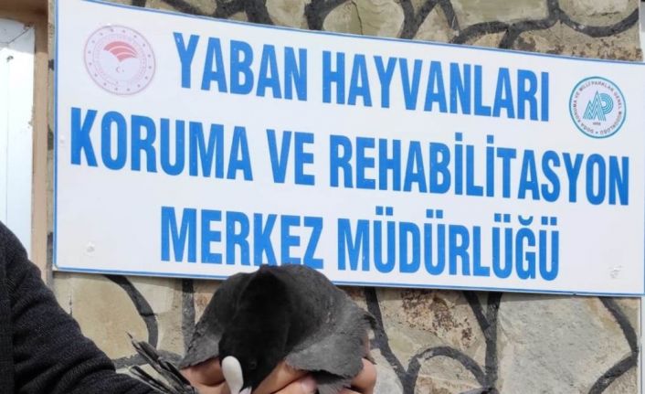 Tedavileri tamamlanan kuşlar doğaya bırakıldı