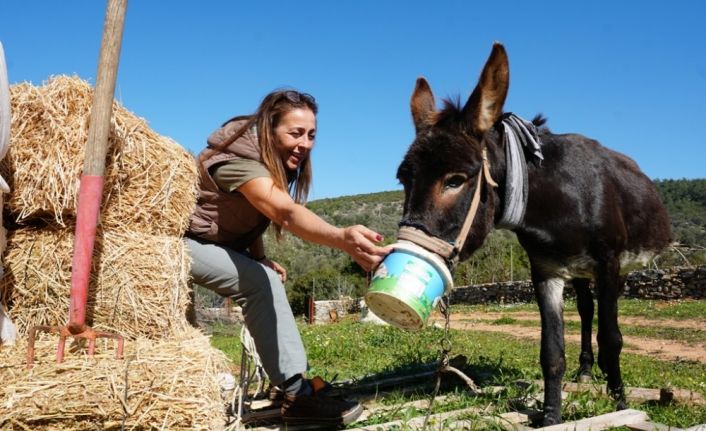 Tedavisi tamamlanan eşek, yeni yuvasına kavuştu