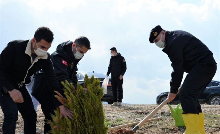 Trafik kazası sonrası yanan ormanlık alana 2 bin karaçam ve sedir fidanı ekildi