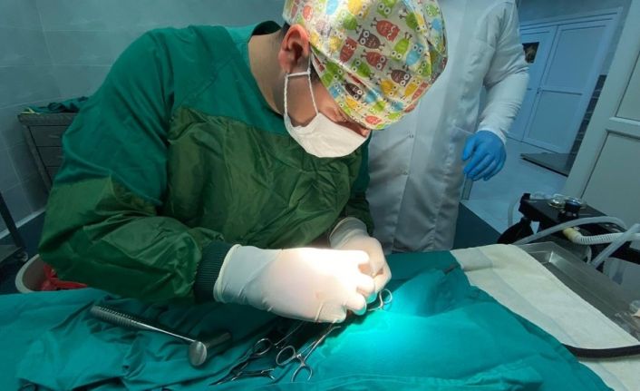 Türkeli’de yaralı halde bulunan kızıl şahin, doğaya dönmek için gün sayıyor