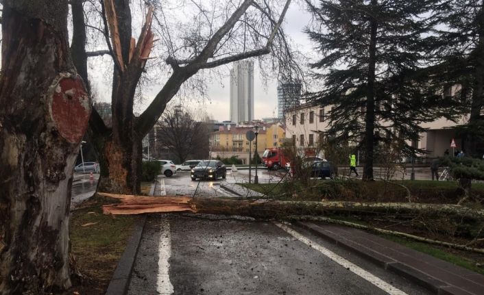 Türkiye Büyük Millet Meclisi bahçesine yıldırım düştü. Bir ağaç yıldırım düşmesi sonucu yarıldı.