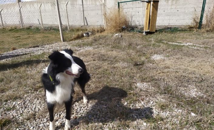 Türkiye’de ilk kez korona virüsü teşhis edebilen dedektör köpek yetiştirildi