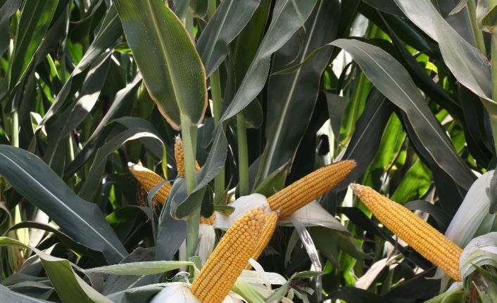 Türkiye’nin ilk yerli özel tohum firması MAY Tohum yeni yatırımlarıyla büyüyor