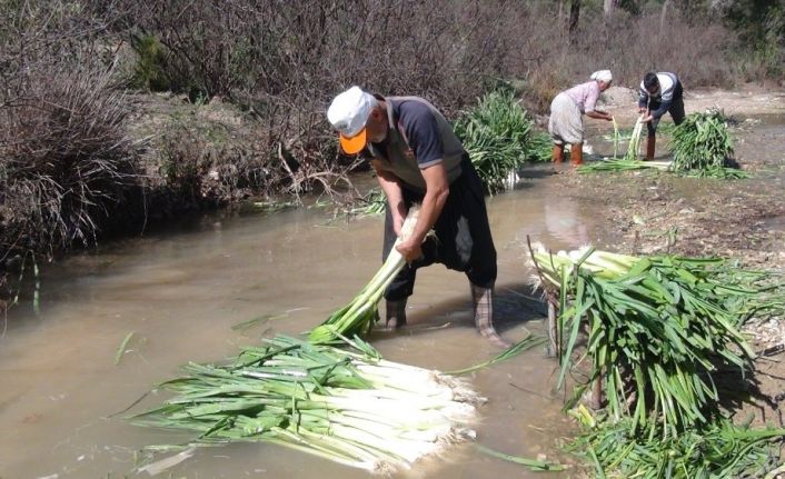 Türkiye’nin kışlık sebze üretim merkezlerinden Antalya’da pırasa hasadı yoğun şekilde devam ediyor