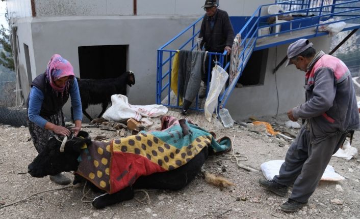 Uçuruma yuvarlanıp 2 gün sonra kurtarılan ineği üşümesin diye üzerini örtüp ateş yaktı