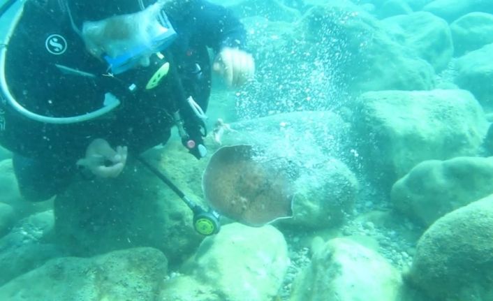 Ünlü profesöre su altında elektrikli vatoz balığı şoku