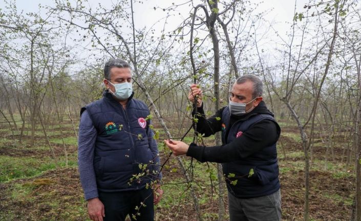 Vali Sonel: “Fındıkta verim ve kaliteyi artırmak için projeler uyguluyoruz”