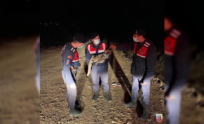 Yaralı tilki jandarma tarafından kurtarıldı