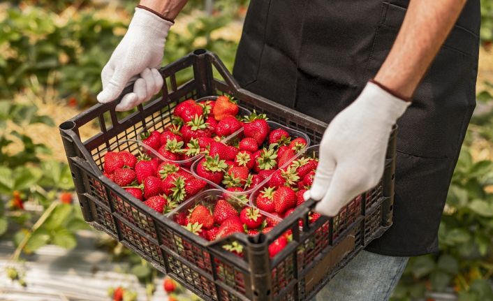 2021’in ilk çeyreğinde çilek ihracatında yüzde 333’lük rekor artış