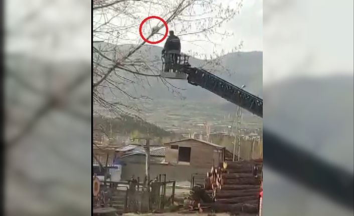 Ağaçta mahsur kaldı, itfaiye erini görünce kaçtı
