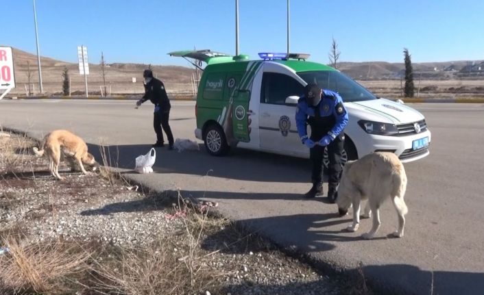 Aksaray’da hayvan koruma polisleri sokak hayvanlarının tüm ihtiyaçları karşılıyor