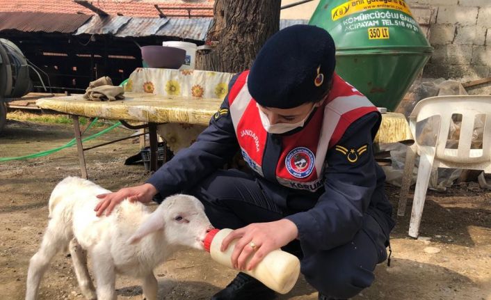 Annelerini kaybeden kuzulara jandarma şefkati