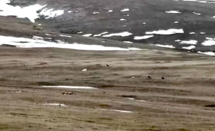Ardahan’da kara akbabalar görüntülendi