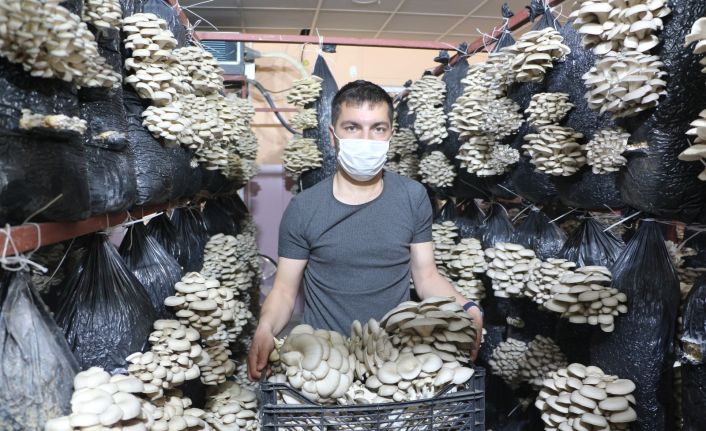 Arkadaş tavsiyesi ile istiridye mantarına yöneldi, köyünde yıllık 16 ton kapasiteli tesis açtı