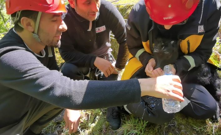 Artvin’de kayalıklardan düşen 2 aylık keçi yavrusu 24 saat sonra kurtarıldı