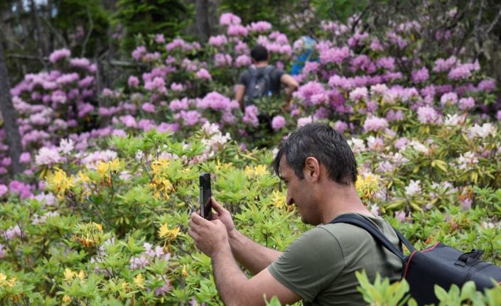 Artvin’de ladin ormanları sekiz dişli kabuk böcek istilasıyla karşı karşıya