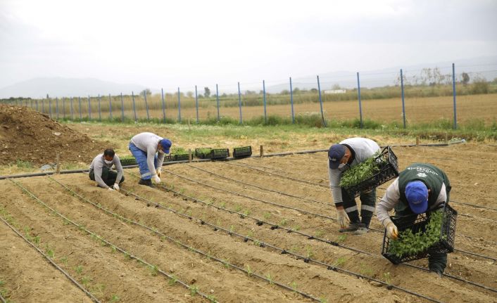 Aydın Büyükşehir Belediyesi Ata Tohumlarını bu yıl da toprakla buluşturdu