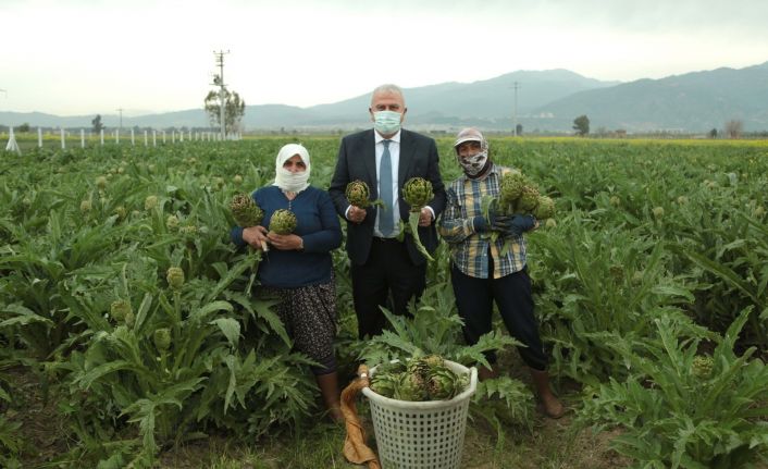 Başkan Atay, enginar hasadına katıldı